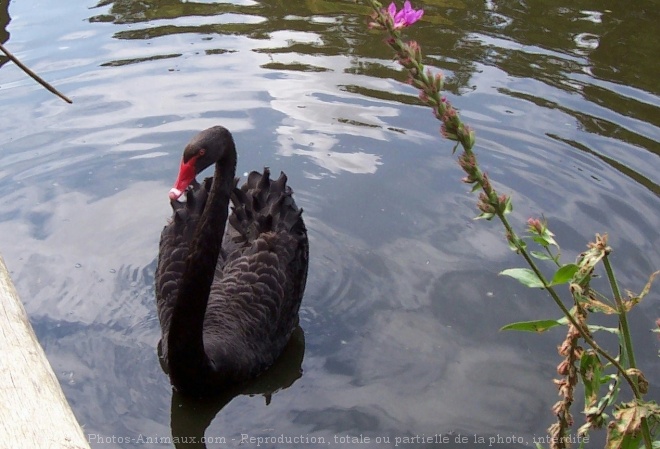 Photo de Cygne