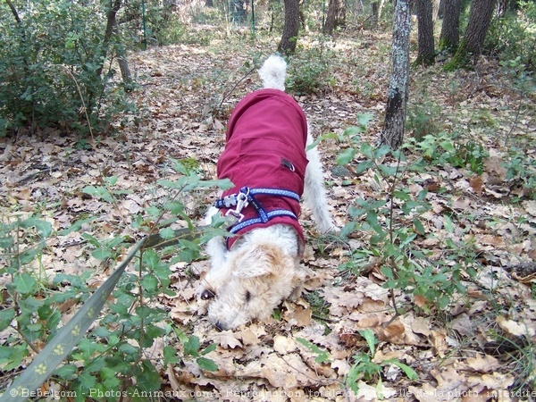 Photo de Fox terrier  poil dur