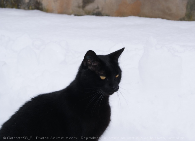 Photo de Chat domestique