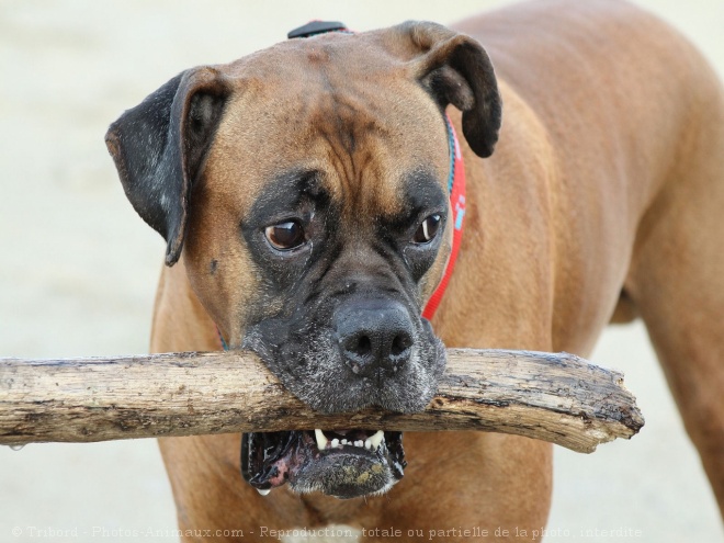 Photo de Boxer