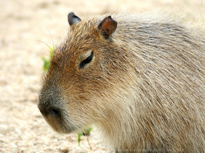 Photo de Cabiai ou capybara