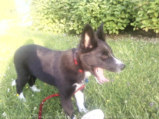 Photo de Border collie