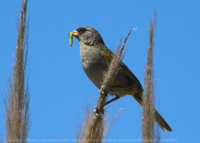 Photo d'Embernagra platensis