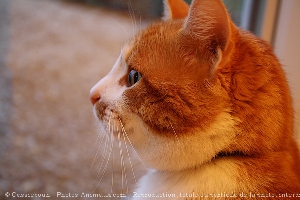 Photo de Chat domestique