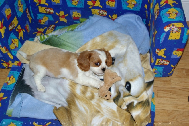 Photo de Cavalier king charles spaniel