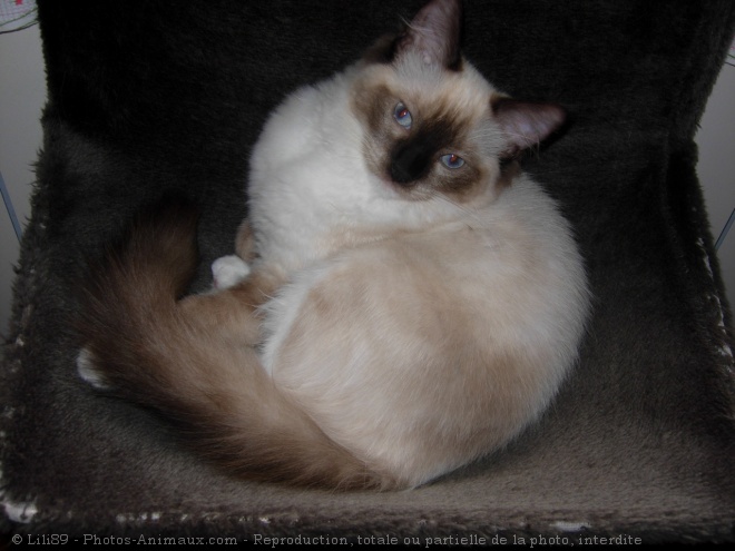 Photo de Ragdoll