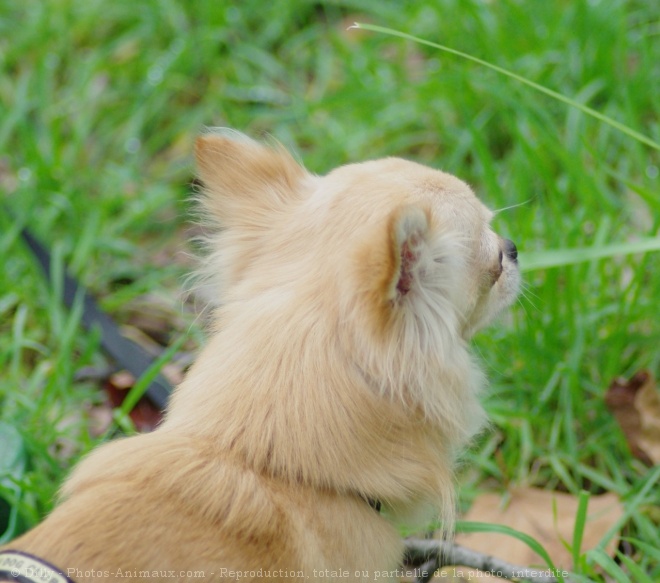 Photo de Chihuahua  poil long