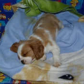 Photo de Cavalier king charles spaniel