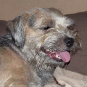 Photo de Border terrier