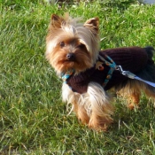 Photo de Yorkshire terrier