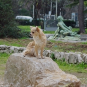 Photo de Chihuahua  poil long