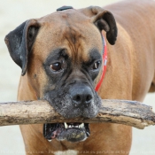 Photo de Boxer