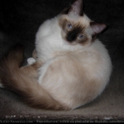 Photo de Ragdoll