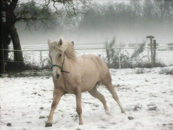 Photo de Palomino