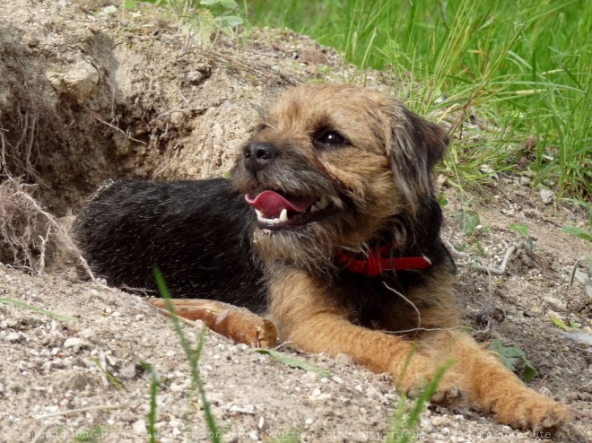 Photo de Border terrier