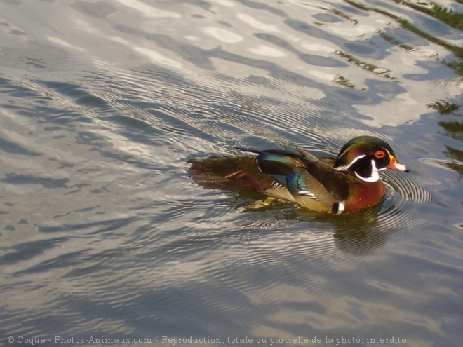 Photo de Canard carolin