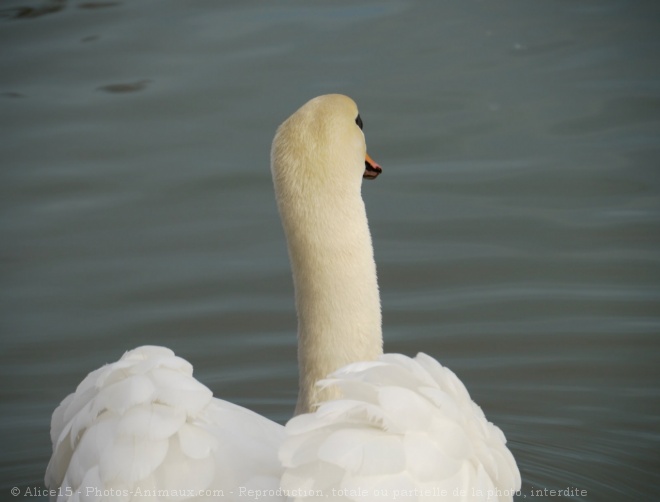 Photo de Cygne