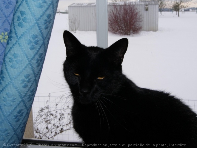 Photo de Chat domestique