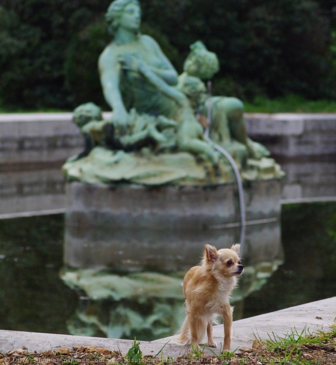 Photo de Chihuahua  poil long