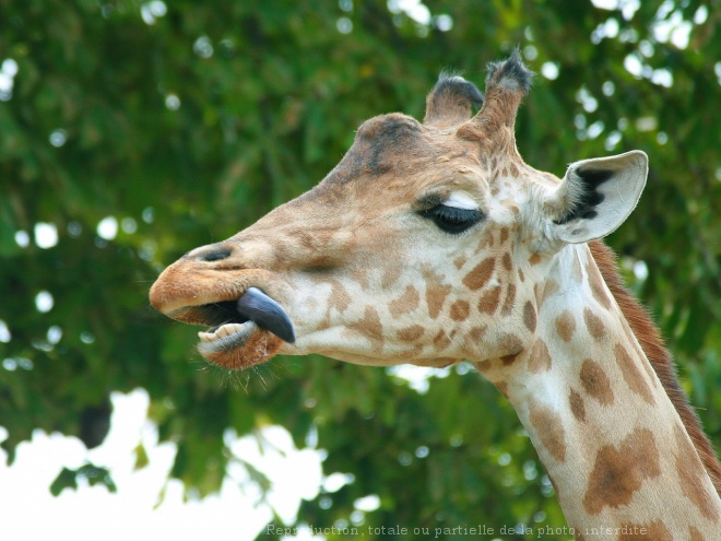 Photo de Girafe