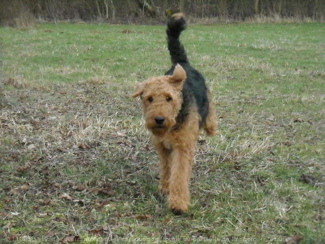 Photo d'Airedale terrier