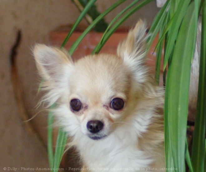 Photo de Chihuahua  poil long