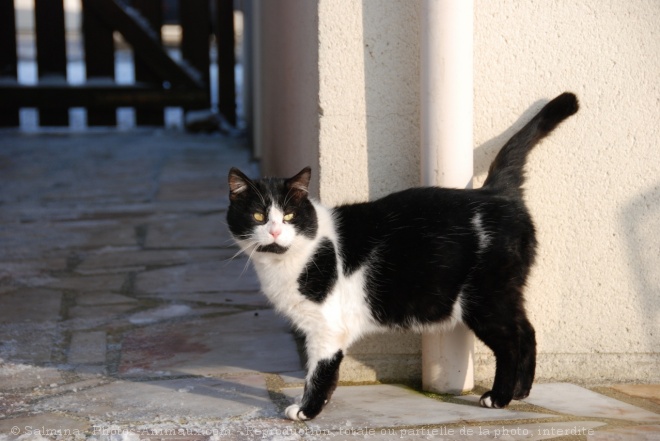 Photo de Chat domestique