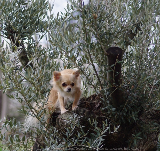 Photo de Chihuahua  poil long