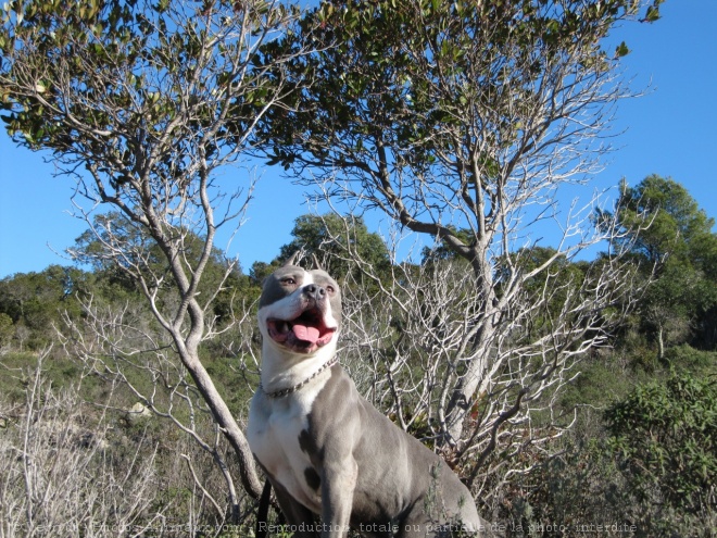 Photo d'American staffordshire terrier