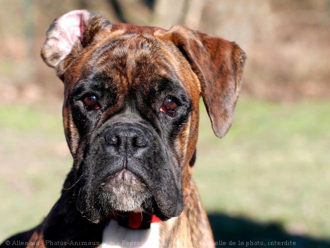 Photo de Boxer