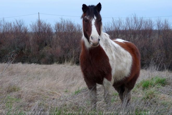 Photo de Poney (toutes races)