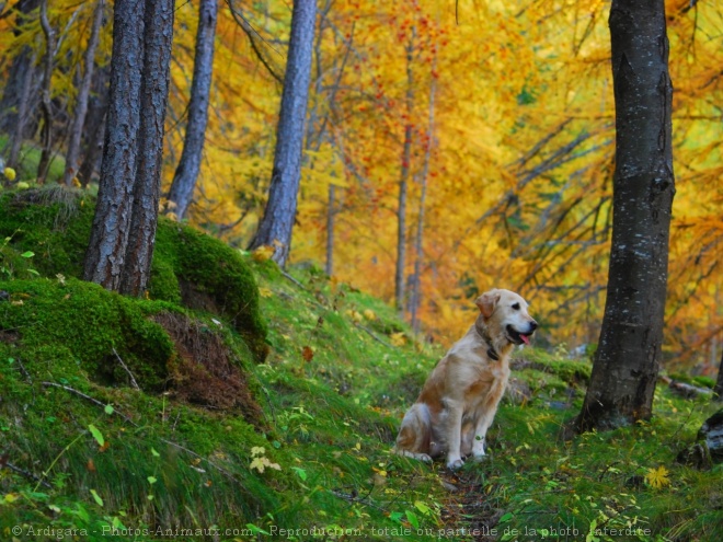 Photo de Golden retriever