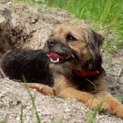 Photo de Border terrier