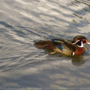 Photo de Canard carolin