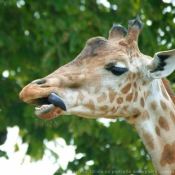 Photo de Girafe