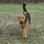 Photo d'Airedale terrier