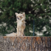 Photo de Chihuahua  poil long