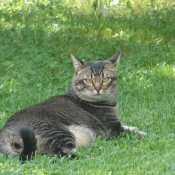 Photo de Chat domestique