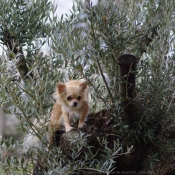 Photo de Chihuahua  poil long