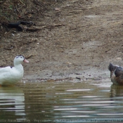 Photo de Canard