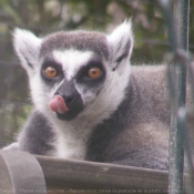 Photo de Lmurien - maki catta