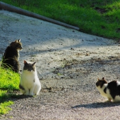 Photo de Chat domestique