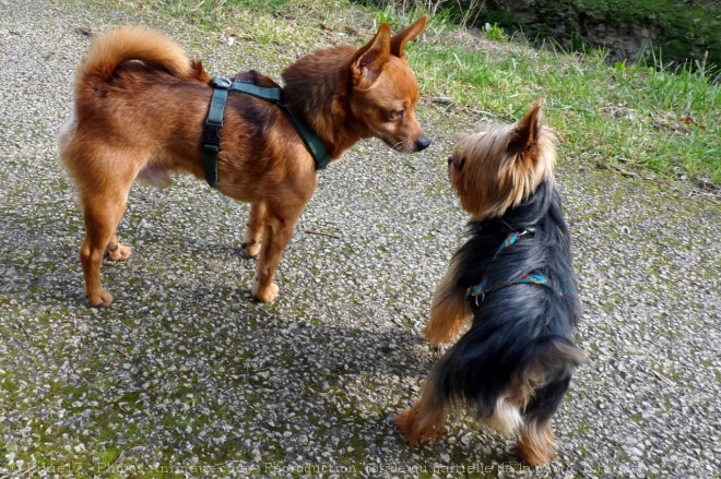 Photo de Yorkshire terrier