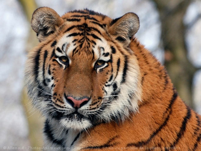 Photo de Tigre