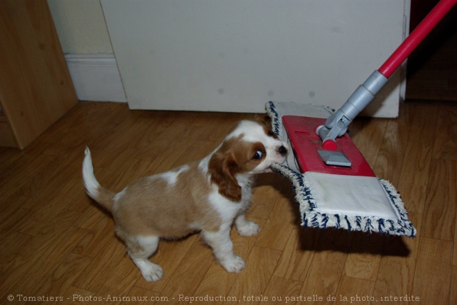 Photo de Cavalier king charles spaniel