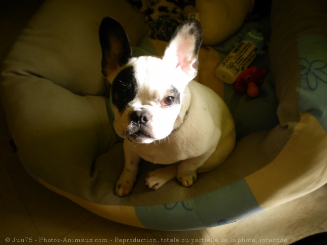 Photo de Bouledogue franais