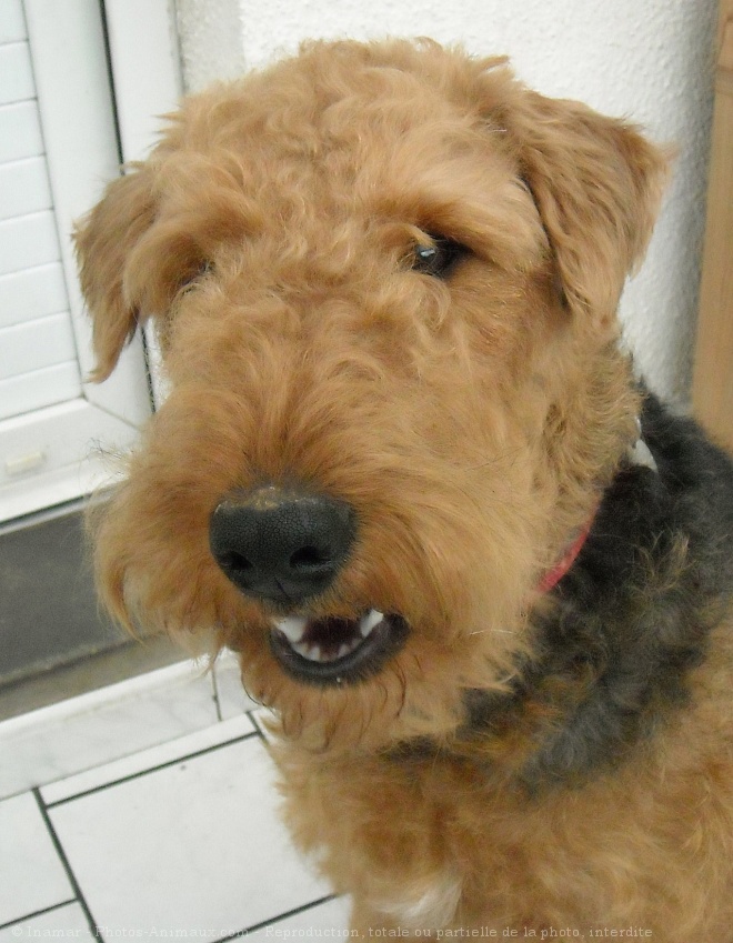 Photo d'Airedale terrier