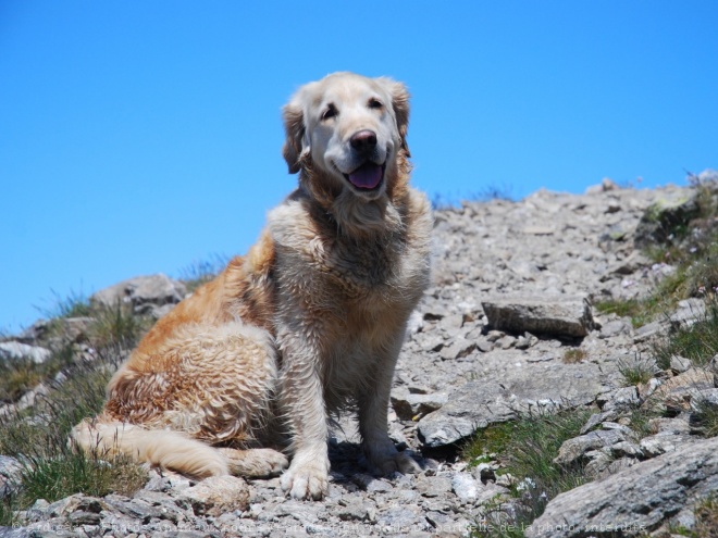 Photo de Golden retriever