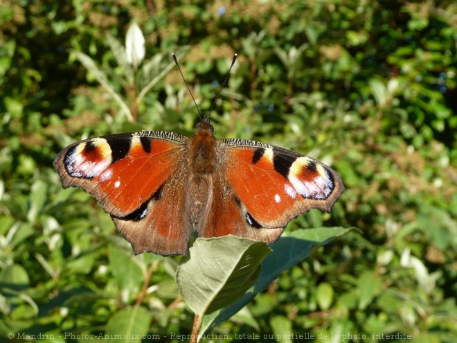 Photo de Papillon - paon du jour