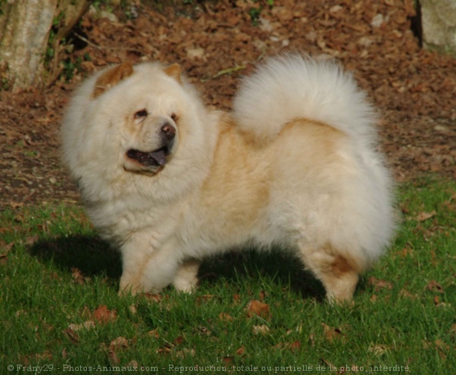 Photo de Chow chow